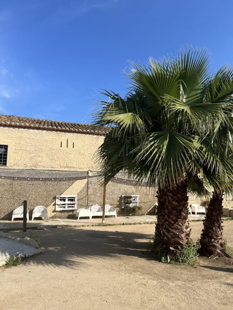 Palmeras y terraza del jardín