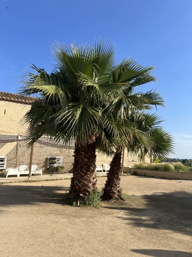 Palmeras del jardín