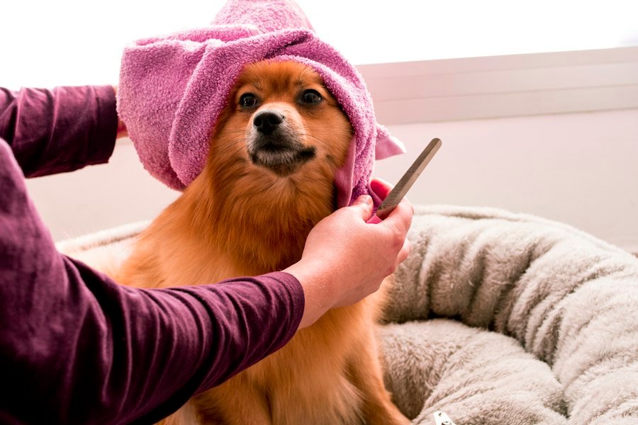 Pomerania envuelto en una toalla rosa después del baño