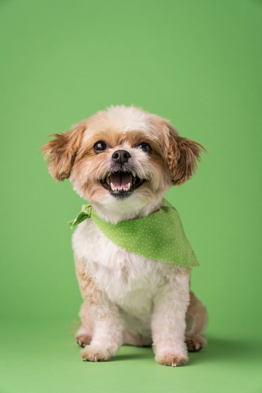 Perro pequeño con pañuelo verde