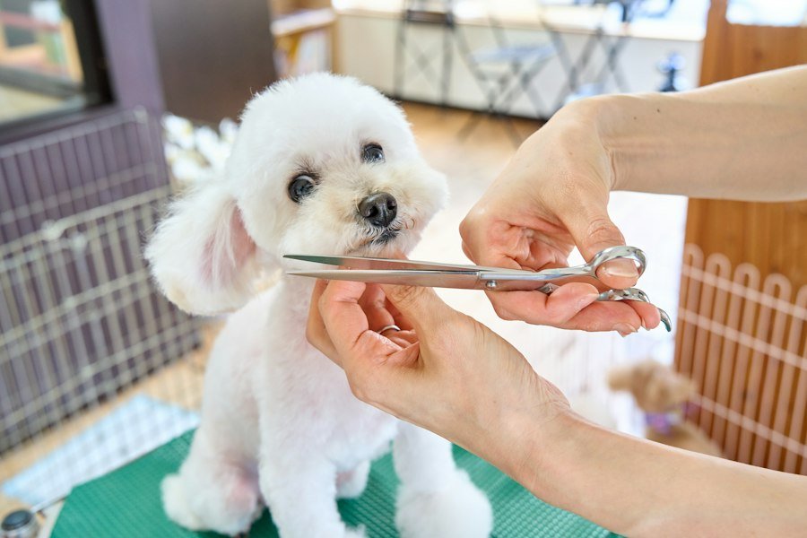 Perro pequeño blanco durante un corte a tijera