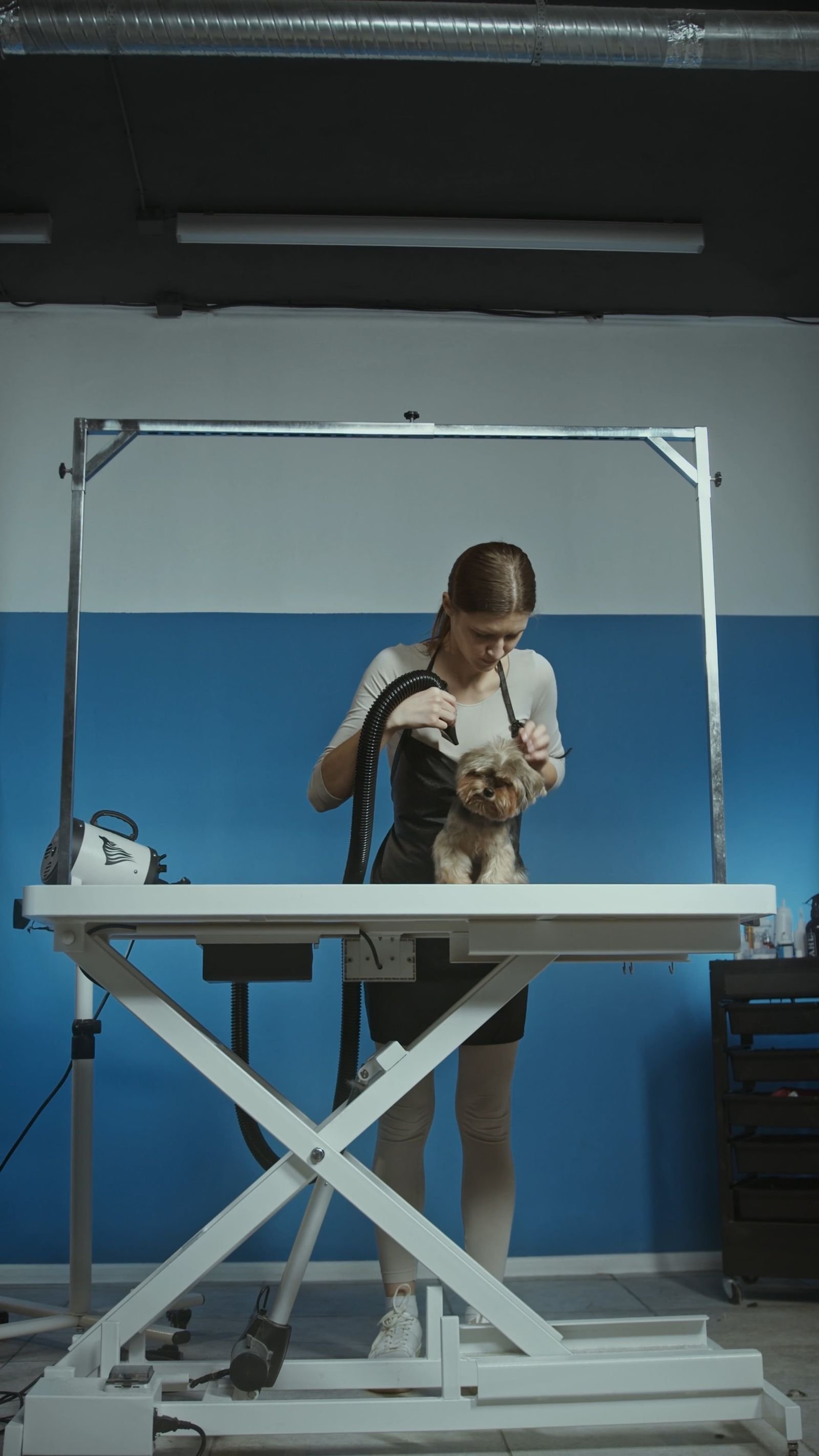 Perro en manos de una peluquera profesional