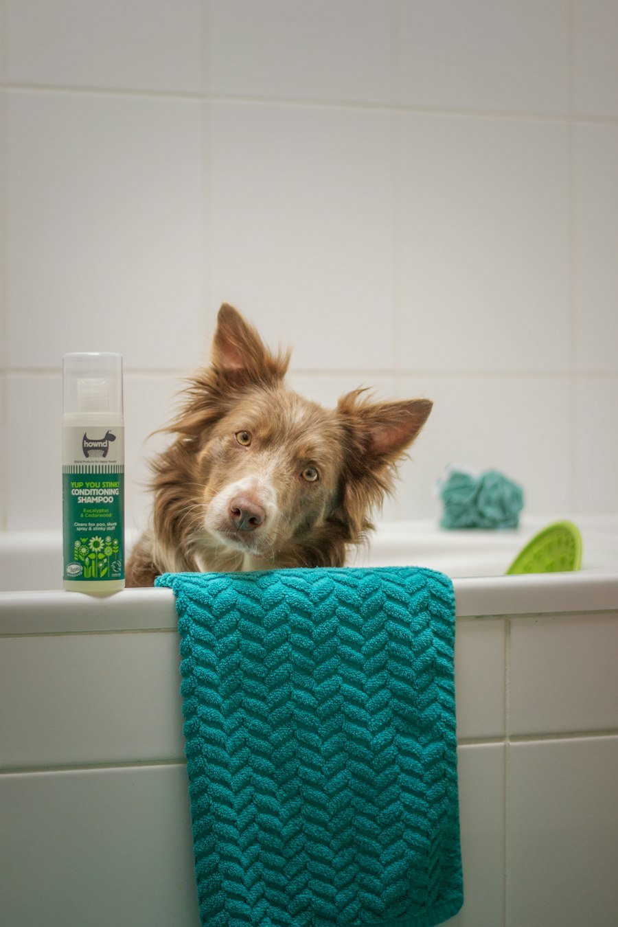 Perro sentado en la bañera junto a una toalla azul