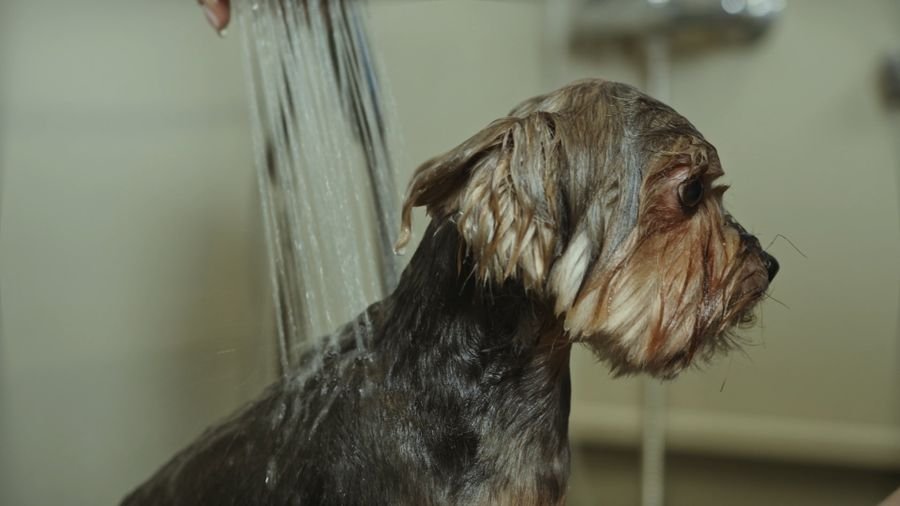 Perro durante el baño