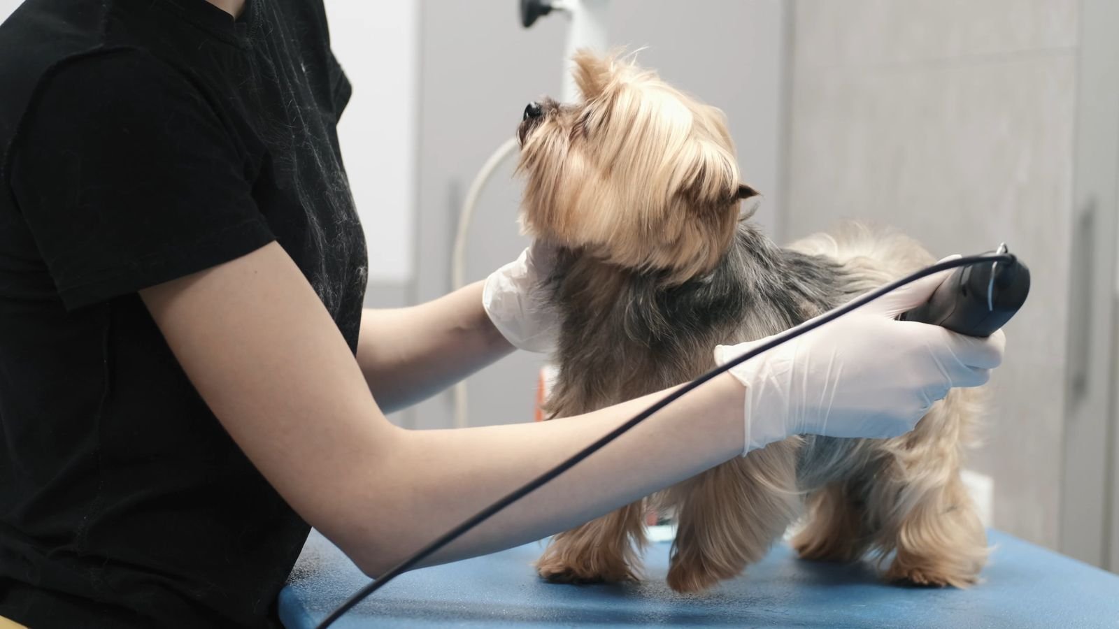 Yorkshire terrier en la mesa de peluquería