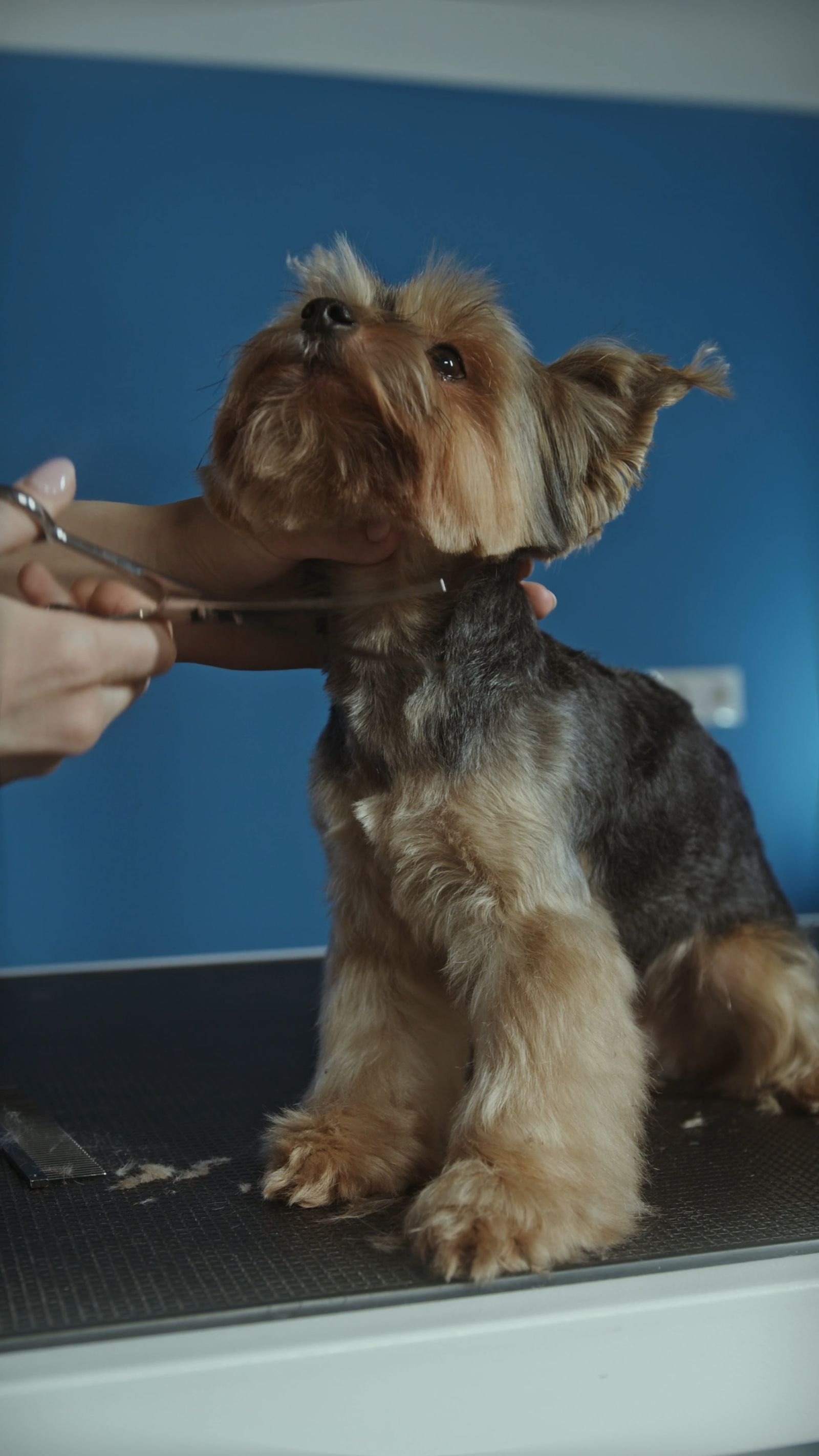 Peluquera cepillando a un Yorkshire terrier en la mesa de trabajo